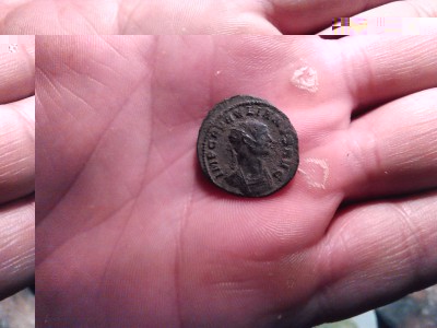 tolar leopoldus 1201.jpg